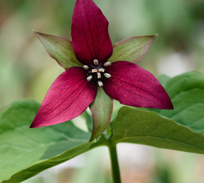 Bare_Root_Trillium