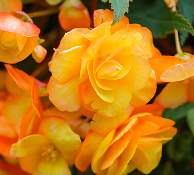 Begonia_Apricot_Shades