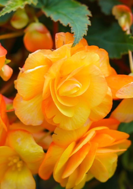 Begonia_Apricot_Shades_1