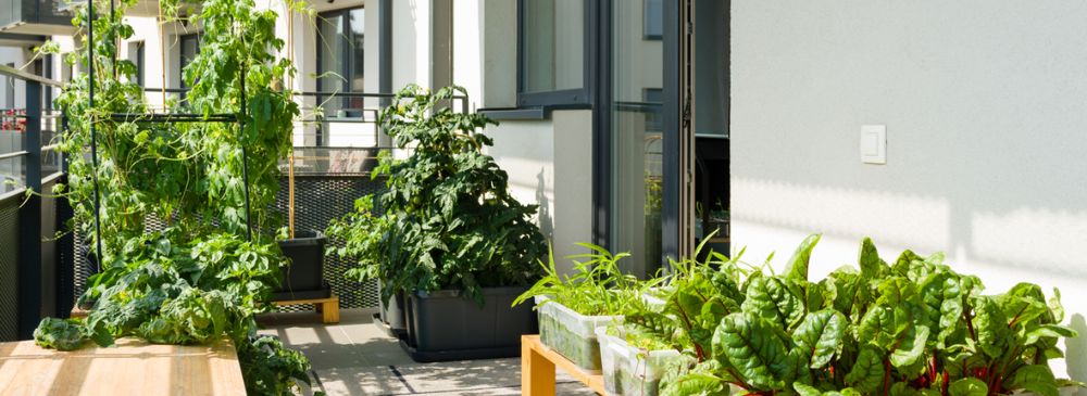 how to create an urban garden