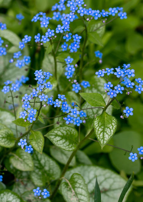 Brunnera_Groundcover