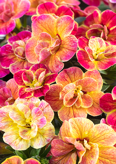 Calibrachoa_Chameleon_Desert_Rose