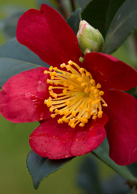 Camellia_Sasanqua