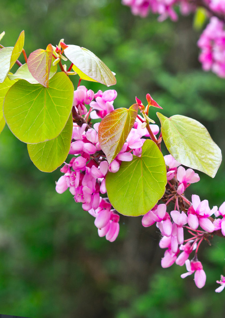 Cercis_siliquastrum