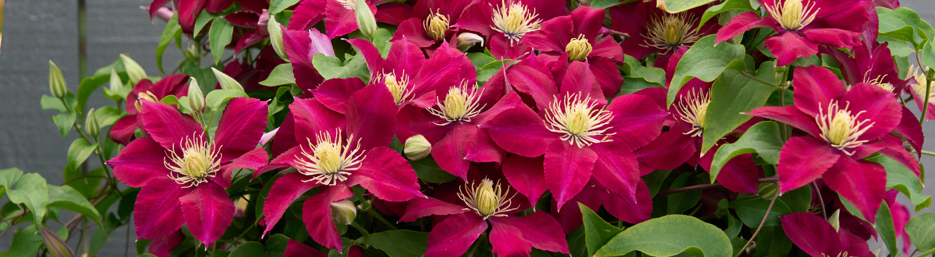 Clematis_Elpis_Desktop