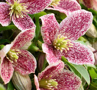 Clematis_cirrhosa_Freckles