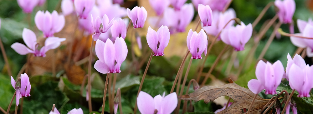 top 10 bulbs for shady areas - Cyclamen