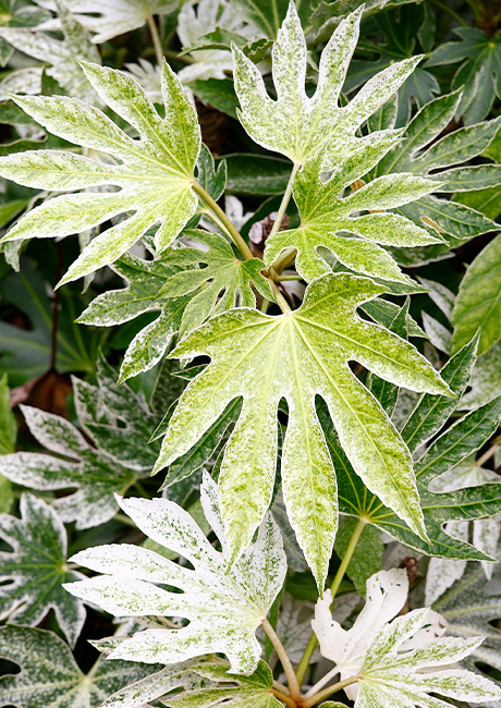 Fatsia__Spiders_Web