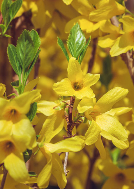 Forsythia_mini_gold