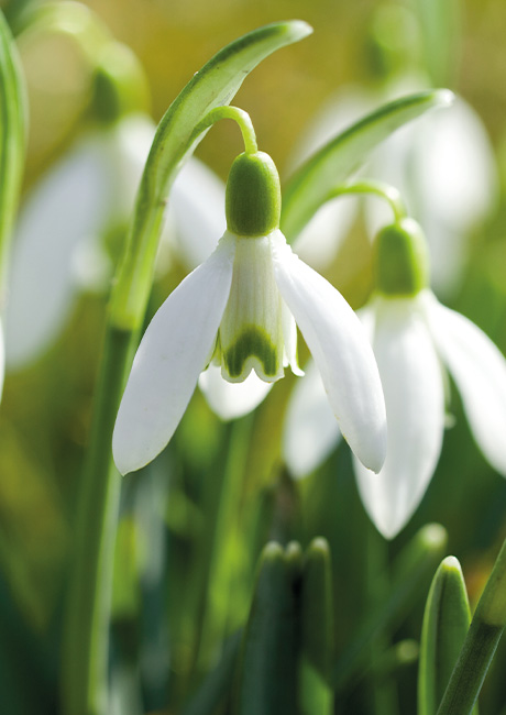 Galanthus_in_the_green