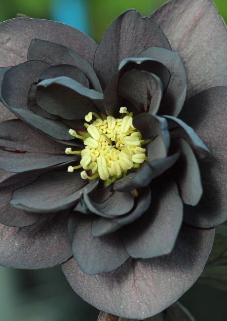 HELLEBORE_MOB