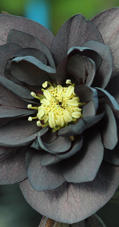 HelleboreDoubleSlate