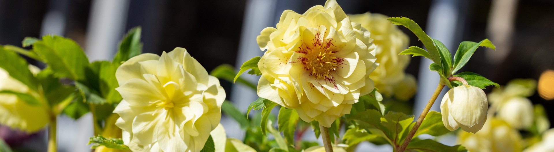 Hellebore_Desktop_Double_Yellow