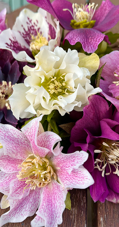 Helleborus_Mix