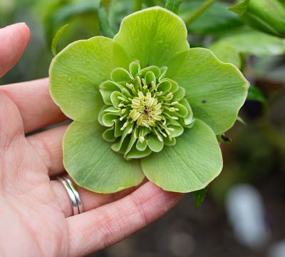 Helleborus_Orientalis_Anemone_Green