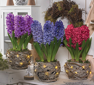 Hyacinth_Rustic_Basket_Lights