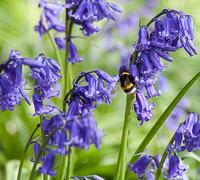 Hyacinthoides_Non_Scripta