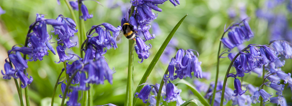 top 10 bulbs for shady areas - Bluebells