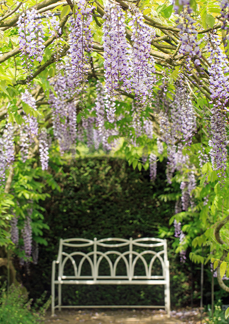 MOBWisteria_Arch