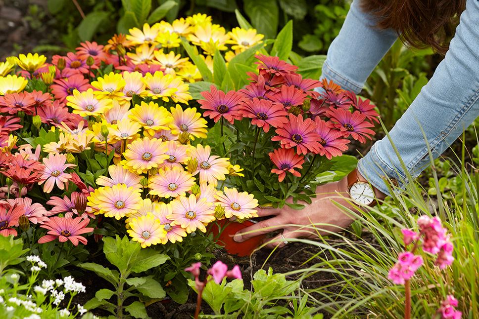 MOB_Osteospermum_Hawaii