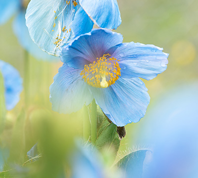 Meconopsis_Lingholm