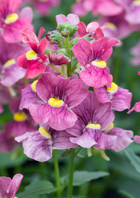 Nemesia_Melody_Raspberry