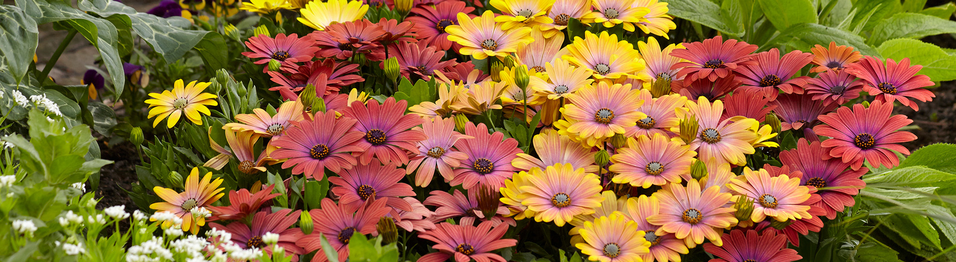 Osteospermum_Hawaii_Mix