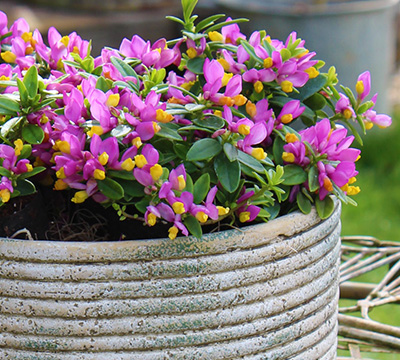 Polygala_Grandiflora