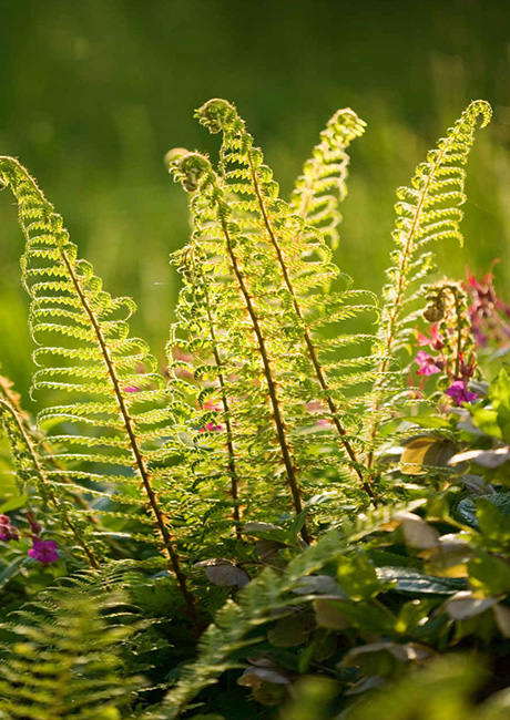 PolystichumSetiferum_1