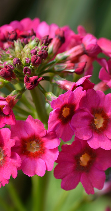 Primula_Millers_Crimson