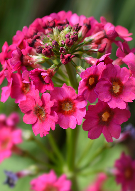 Primula_Millers_Crimson_MOB