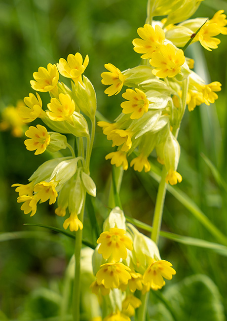 Primula_Veris