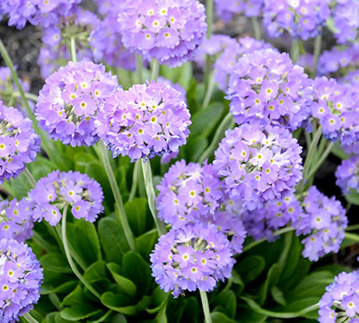 Primula_denticulata_var._cachemiriana