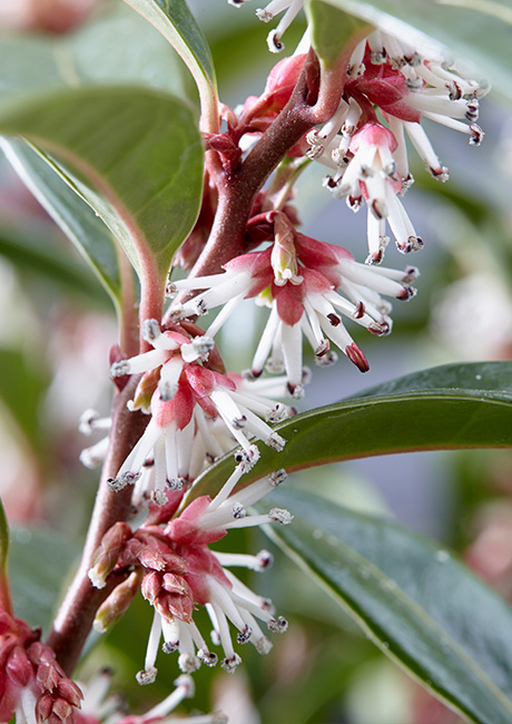 Sarcococca_Winter_Gem_Closeup