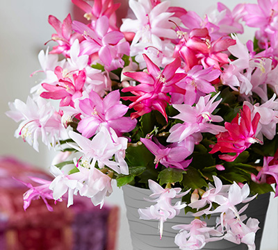 Schlumbergera_Tricolour_Tedi_Grey_Pot