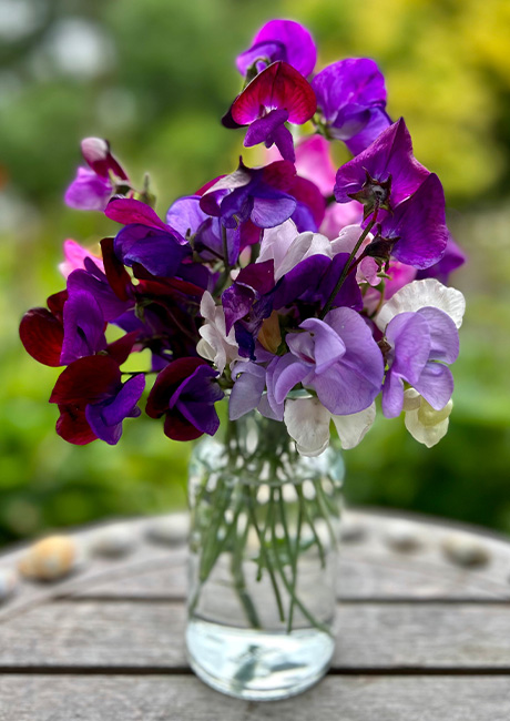 Sweet_Peas