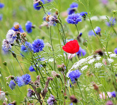 Wildflower_Collection