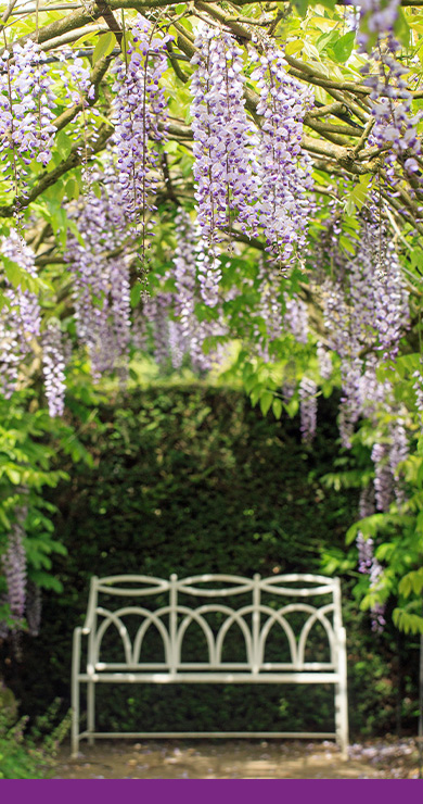 Wisteria_Arch_bench