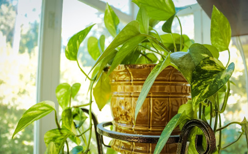 how to feed foliage houseplants
