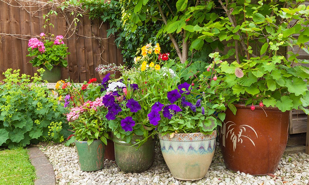 create a colourful pot display