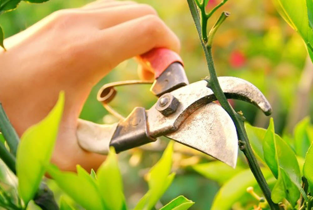 pruning flowering shrubs and hedges