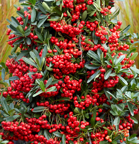 pyracantha coccinea red star