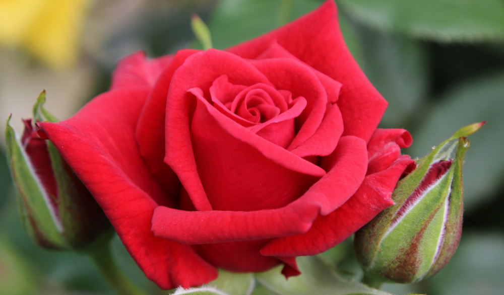 rose love knot