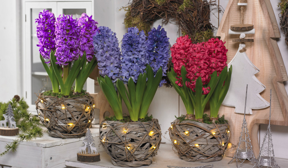 hyacinth basket collection