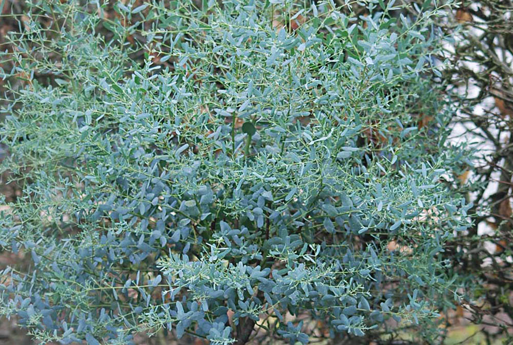 eucalyptus gunnii france bleu
