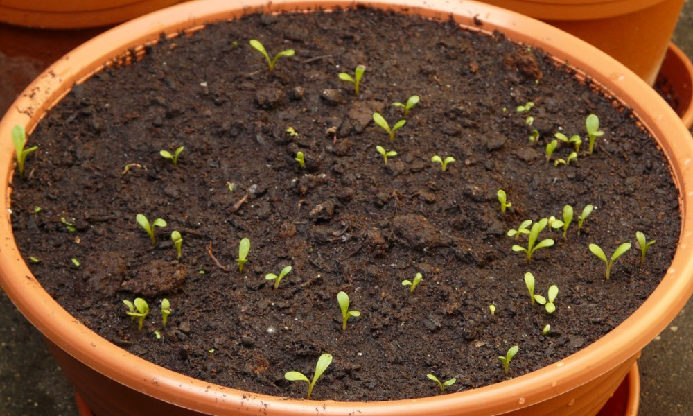 seed propagation
