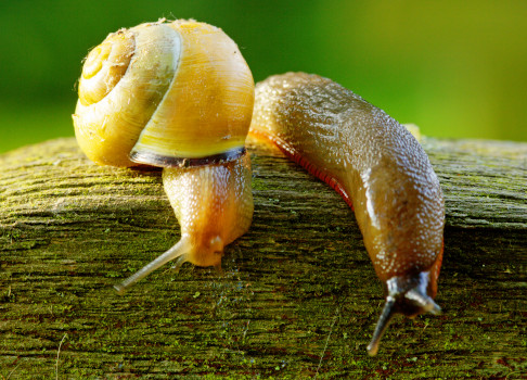 slugs_snails
