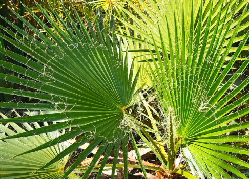 trachycarpus palm