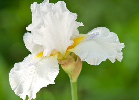 white bearded iris